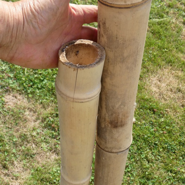 Bamboo
