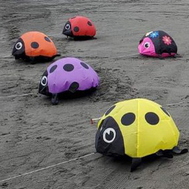 Ladybugs